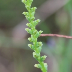 Microtis unifolia at Yackandandah, VIC - suppressed