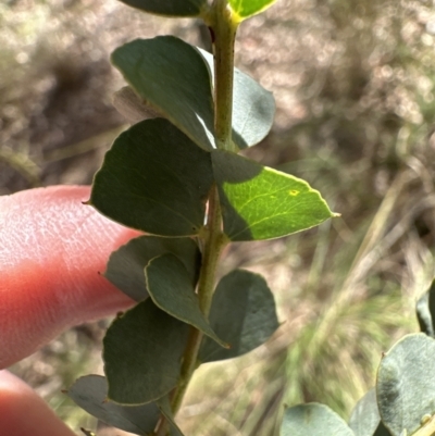 Acacia pravissima (Wedge-leaved Wattle, Ovens Wattle) at Aranda Bushland - 22 Oct 2023 by lbradley