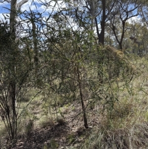 Acacia pravissima at Aranda, ACT - 22 Oct 2023