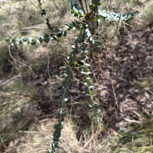 Acacia pravissima at Belconnen, ACT - 22 Oct 2023