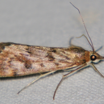 Unidentified Pyralid or Snout Moth (Pyralidae & Crambidae) at Sheldon, QLD - 28 Sep 2007 by PJH123