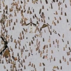 Achyra affinitalis at Sheldon, QLD - suppressed