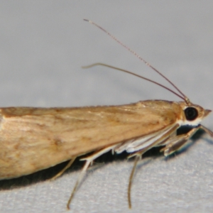 Achyra affinitalis at Sheldon, QLD - 28 Sep 2007