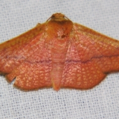 Aglaopus pyrrhata (Leaf Moth) at Sheldon, QLD - 28 Sep 2007 by PJH123