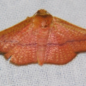 Aglaopus pyrrhata at Sheldon, QLD - suppressed