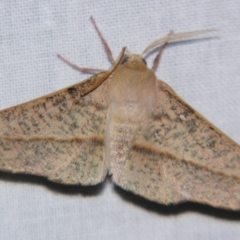 Antictenia punctunculus (A geometer moth) at Sheldon, QLD - 28 Sep 2007 by PJH123