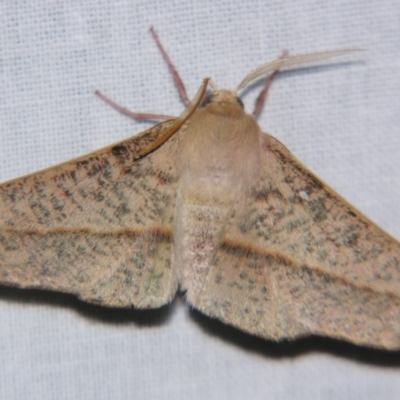 Antictenia punctunculus (A geometer moth) at Sheldon, QLD - 28 Sep 2007 by PJH123