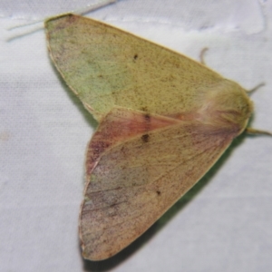 Arhodia lasiocamparia at Sheldon, QLD - suppressed