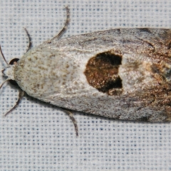 Armactica conchidia (Conchidia Moth) at Sheldon, QLD - 28 Sep 2007 by PJH123