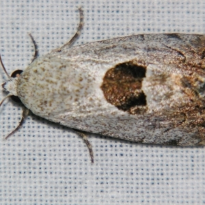 Armactica conchidia at Sheldon, QLD - suppressed