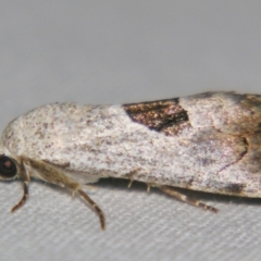 Armactica conchidia at Sheldon, QLD - suppressed