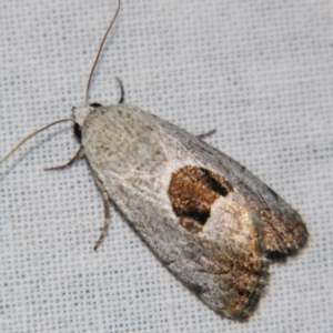 Armactica conchidia at Sheldon, QLD - suppressed