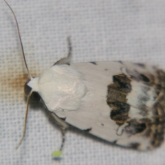 Armactica conchidia (Conchidia Moth) at Sheldon, QLD - 28 Sep 2007 by PJH123