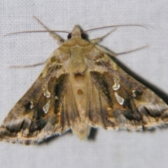 Chrysodeixis argentifera (Tobacco Looper) at Sheldon, QLD - 28 Sep 2007 by PJH123