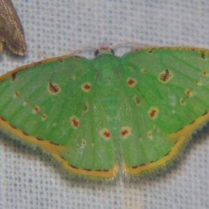 Comostola laesaria at Sheldon, QLD - 28 Sep 2007