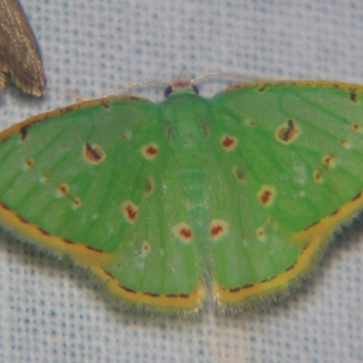 Comostola laesaria (A Geometrid moth (Geometrinae) at Sheldon, QLD - 28 Sep 2007 by PJH123