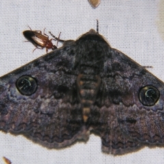 Donuca castalia (An Erebid moth (Catocalini)) at Sheldon, QLD - 28 Sep 2007 by PJH123