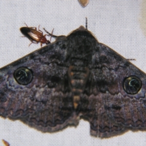 Donuca castalia at Sheldon, QLD - 28 Sep 2007