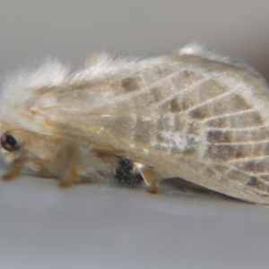 Doratifera pinguis at Sheldon, QLD - suppressed