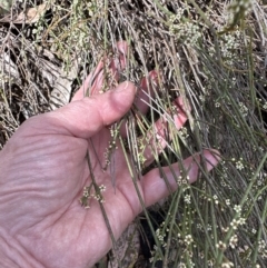 Choretrum pauciflorum (Dwarf Sour Bush) at Belconnen, ACT - 22 Oct 2023 by lbradley