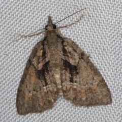 Unidentified Geometer moth (Geometridae) at O'Connor, ACT - 21 Oct 2023 by ibaird