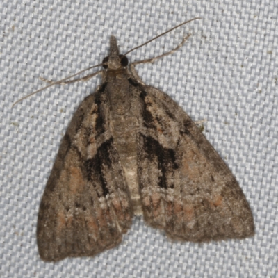 Microdes melanocausta (Black-patch Carpet) at O'Connor, ACT - 21 Oct 2023 by ibaird