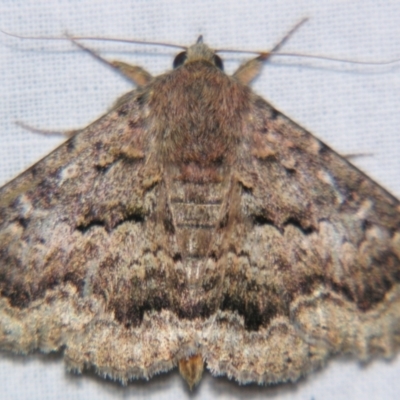 Eudesmeola lawsoni (Lawson's Night Moth) at Sheldon, QLD - 28 Sep 2007 by PJH123