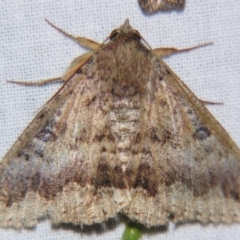 Eudesmeola lawsoni (Lawson's Night Moth) at Sheldon, QLD - 28 Sep 2007 by PJH123