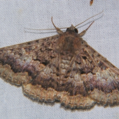 Eudesmeola lawsoni (Lawson's Night Moth) at Sheldon, QLD - 28 Sep 2007 by PJH123