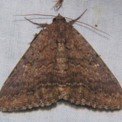 Eudesmeola lawsoni (Lawson's Night Moth) at Sheldon, QLD - 28 Sep 2007 by PJH123