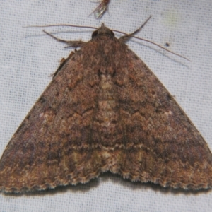 Eudesmeola lawsoni at Sheldon, QLD - suppressed