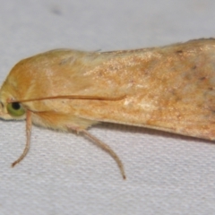Helicoverpa (genus) (A bollworm) at Sheldon, QLD - 28 Sep 2007 by PJH123