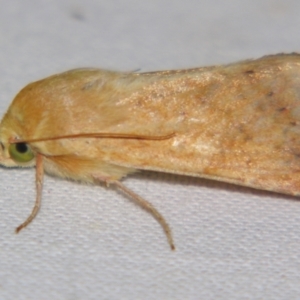 Helicoverpa (genus) at Sheldon, QLD - 28 Sep 2007