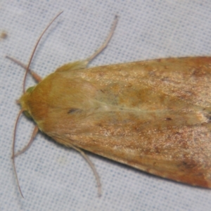 Helicoverpa (genus) at Sheldon, QLD - suppressed