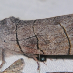 Paradestolmia nigrolinea (A Noctuoid moth (Notodontinae) at Sheldon, QLD - 28 Sep 2007 by PJH123