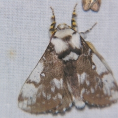Porela vitulina (Banded Porela) at Sheldon, QLD - 28 Sep 2007 by PJH123