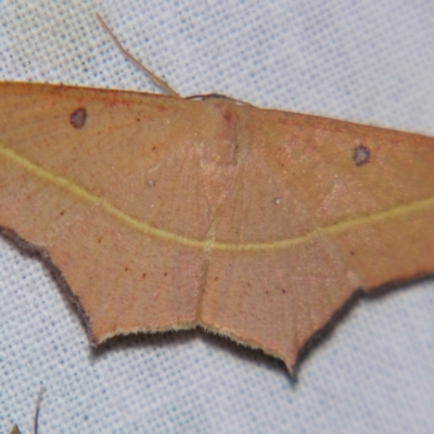 Traminda aventiaria (A Geometer moth) at Sheldon, QLD - 28 Sep 2007 by PJH123