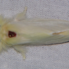 Trichiocercus sparshalli (Sparshall's Moth) at Sheldon, QLD - 28 Sep 2007 by PJH123