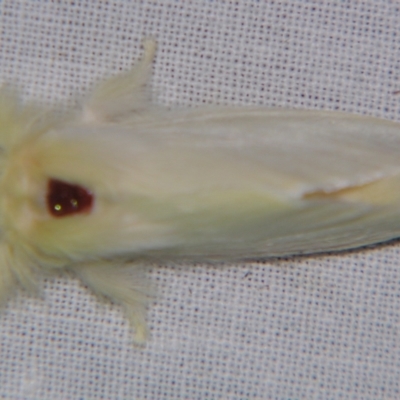 Trichiocercus sparshalli (Sparshall's Moth) at Sheldon, QLD - 28 Sep 2007 by PJH123