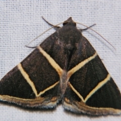 Grammodes (genus) (An Owlet moth (Erebidae)) at Sheldon, QLD - 28 Sep 2007 by PJH123