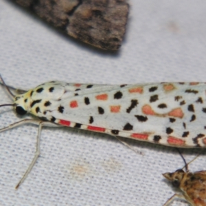 Utetheisa pulchelloides at Sheldon, QLD - suppressed