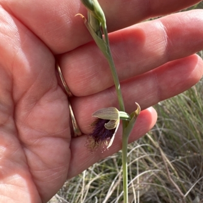 Calochilus platychilus (Purple Beard Orchid) at Belconnen, ACT - 22 Oct 2023 by lbradley