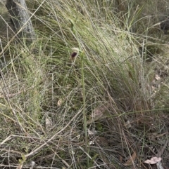 Calochilus platychilus at Aranda, ACT - 22 Oct 2023