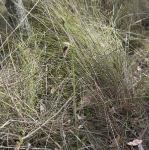 Calochilus platychilus at Aranda, ACT - 22 Oct 2023