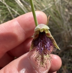 Calochilus platychilus at Aranda, ACT - 22 Oct 2023