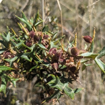 Grevillea ramosissima subsp. ramosissima (Fan Grevillea) at Black Mountain - 22 Oct 2023 by WalterEgo