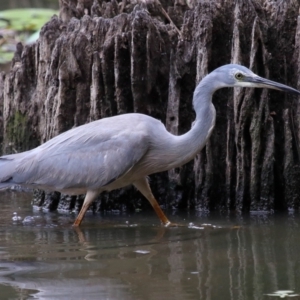 Egretta novaehollandiae at Capalaba, QLD - 5 Oct 2023