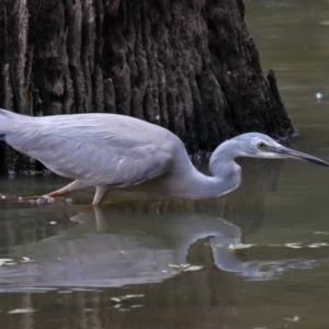 Egretta novaehollandiae at Capalaba, QLD - 5 Oct 2023 12:12 PM