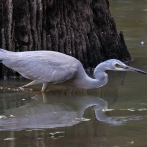 Egretta novaehollandiae at Capalaba, QLD - 5 Oct 2023