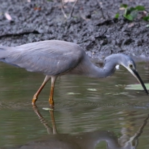 Egretta novaehollandiae at Capalaba, QLD - 5 Oct 2023